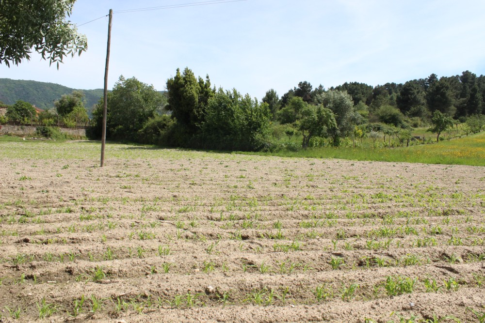 Venda - Terreno - Chaves